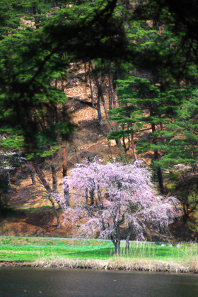 120424nankosakura04