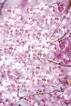 090316presakura