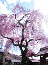 060421otohime