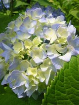 070712ajisai