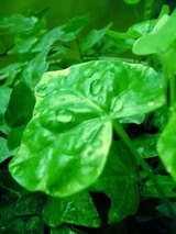 060219leaf