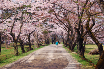 120424nankosakura03
