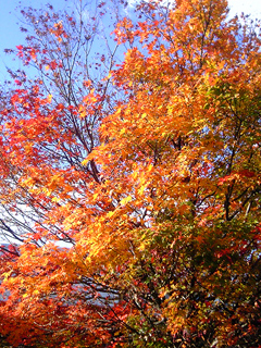 071113momiji