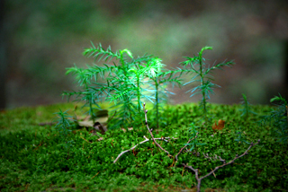 080928shinme