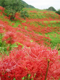 080929hoganbana03