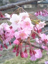 070420hanami