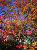 061108momiji