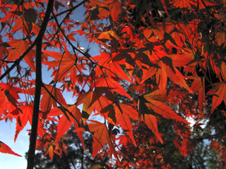 091027momiji02b