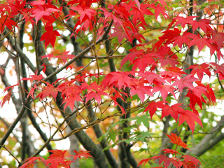 081025momiji
