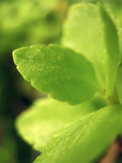 090629green