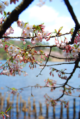 120424nankosakura05