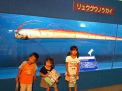 リュウグウノツカイ