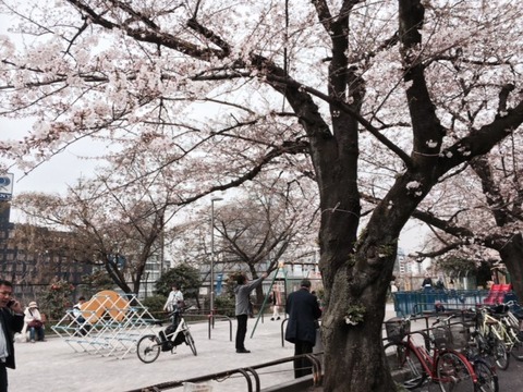 2016桜３
