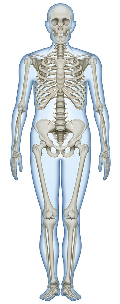 骨と筋肉 人体リアルイラスト