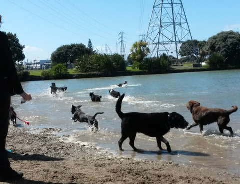 onehunga11