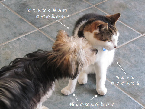 mimi shiogao3