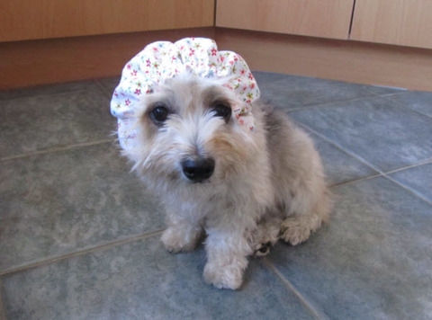 hairband1