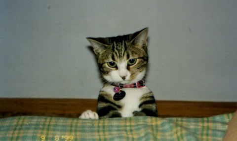 kiki as kitten3