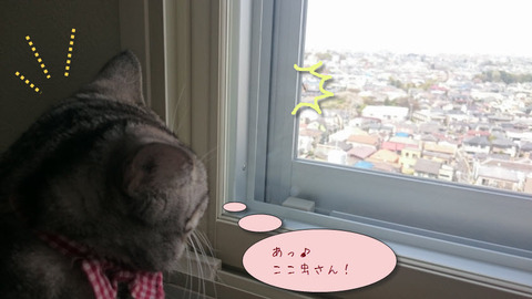 DSC_0058虫