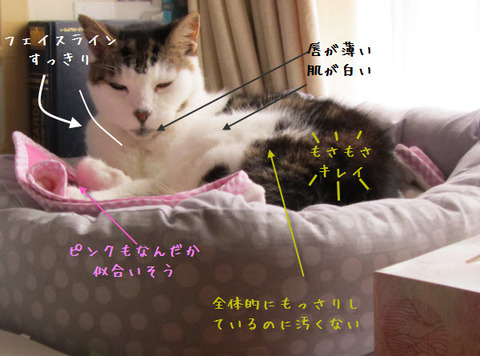 mimi shiogao1-1
