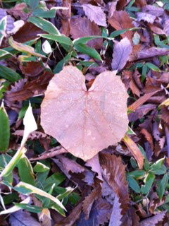 heart