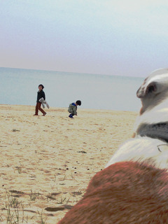 虹ケ浜で