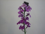 erysimum
