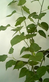india_002