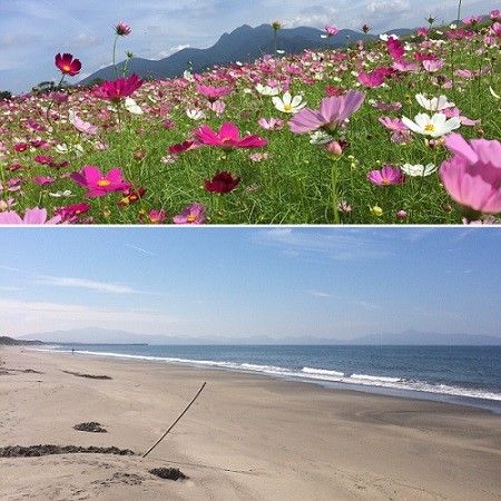 コスモス・海
