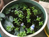 写真 2016-06-16 7 30 34
