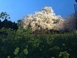 写真 2018-04-01 18 49 32