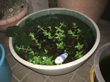 写真 2016-06-15 20 59 17