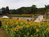 写真1 (1)