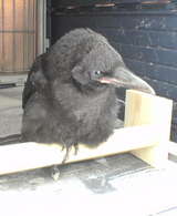 crow7