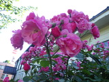 RIMG2579