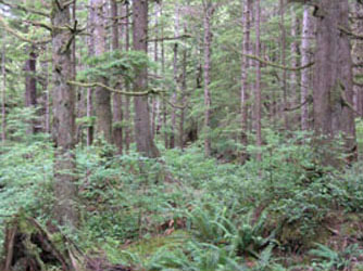forks