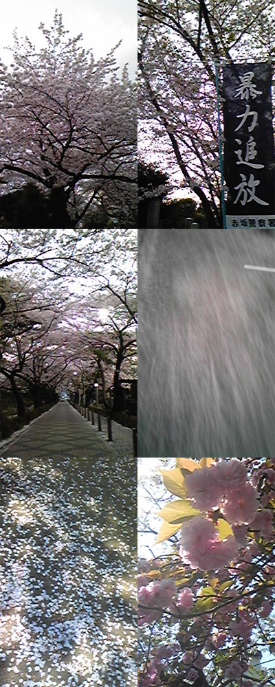 sakura2