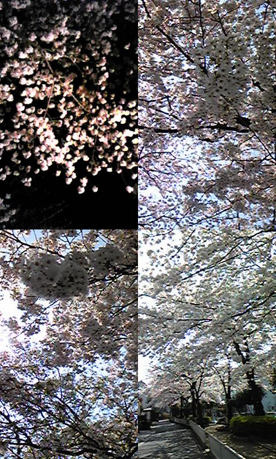 sakura