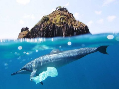 dolphin-with-plastic-bag