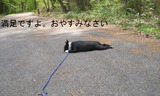 BlogPaint
