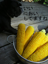 BlogPaint