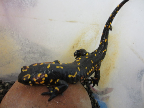 モレニカファイアーサラマンダー（Salamandra salamandra morenica 