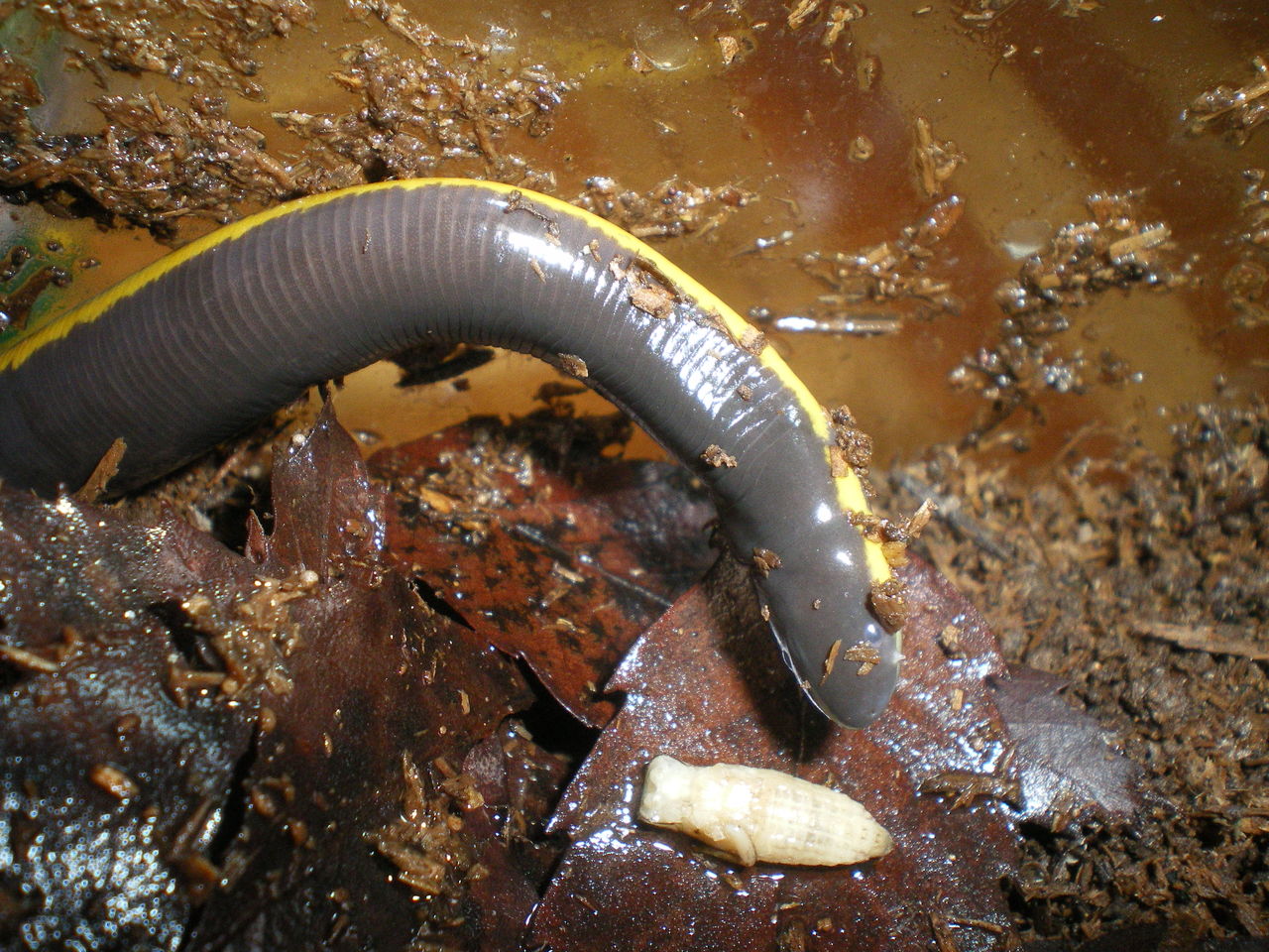 Ichthyophis Kohtaoensis