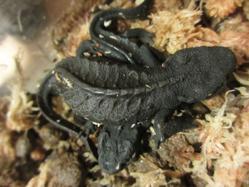 マンシャンイボイモリ (Tylototriton lizhenchangi) : イモリブログ 