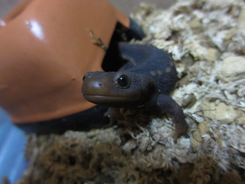 アメイロイボイモリ（Tylototriton verrucosus） : イモリブログ 