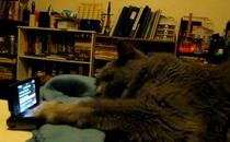 リックロールしてしまった猫 インパクト野郎