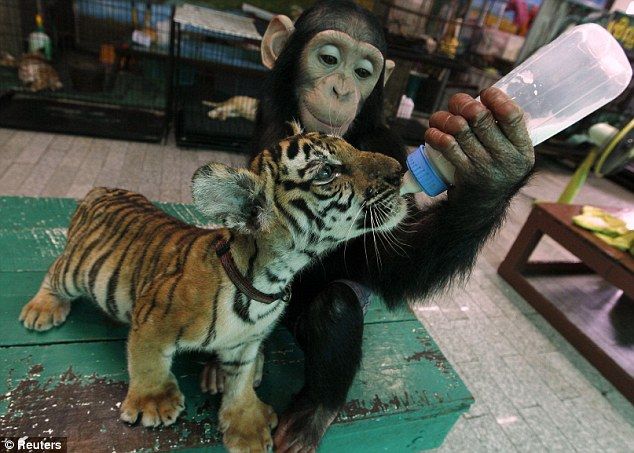 子トラにミルクを飲ませてあげるチンパンジー