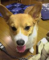 ビビ