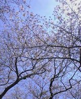 昭和記念公園桜