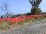 Oomura_002